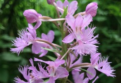 Platanthera shriveri