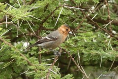 Melaniparus fringillinus