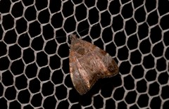 Choreutis melanopepla