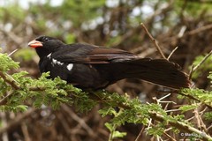 Bubalornis niger