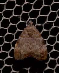 Choreutis melanopepla