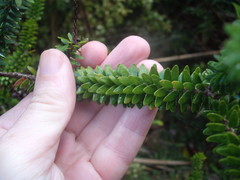 Melaleuca diosmifolia
