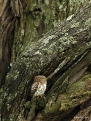 Glaucidium perlatum