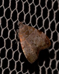 Choreutis melanopepla