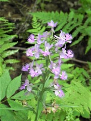 Platanthera shriveri