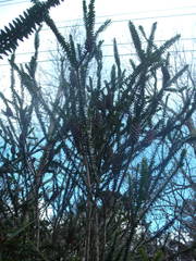 Melaleuca diosmifolia