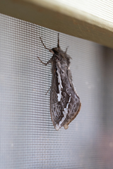 Abantiades argentata
