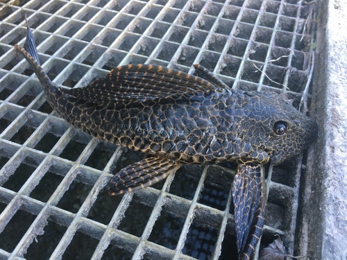 Pterygoplichthys gibbiceps
