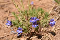Penstemon linarioides sileri