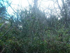 Melaleuca diosmifolia