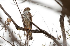 Accipiter minullus