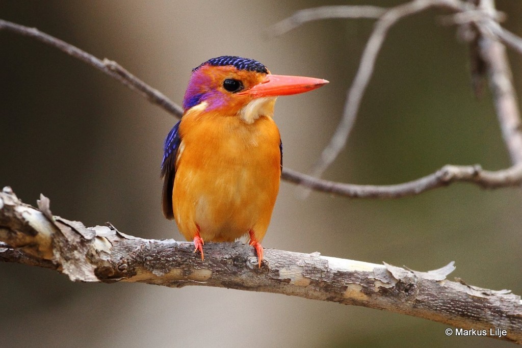 African Pygmy Kingfisher (Ispidina picta) photo