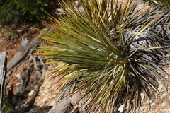 Yucca utahensis