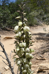 Yucca utahensis