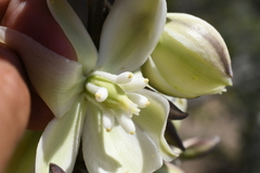Yucca utahensis