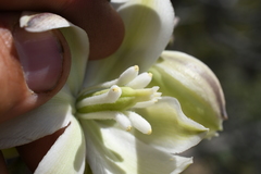 Yucca utahensis