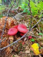 Suillus asiaticus