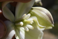 Yucca utahensis