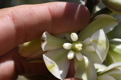 Yucca utahensis