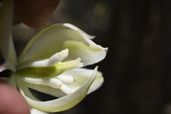 Yucca utahensis
