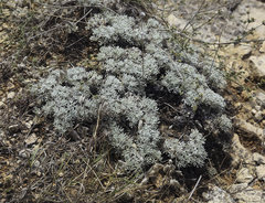 Artemisia alpina