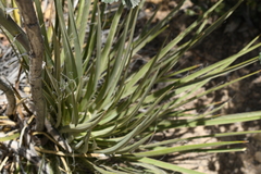 Yucca utahensis