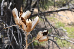 Yucca utahensis