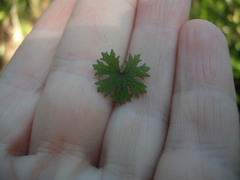 Hydrocotyle dissecta
