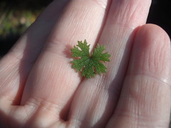 Hydrocotyle dissecta