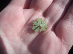 Hydrocotyle dissecta