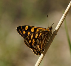Oreixenica kershawi