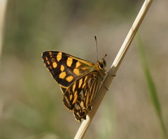 Oreixenica kershawi