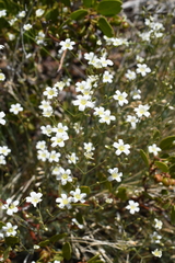 Eremogone macradenia