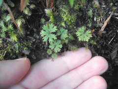 Hydrocotyle dissecta