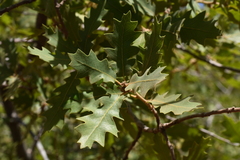 Quercus × pauciloba