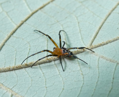 Leucauge fastigata