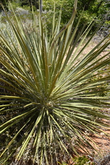 Yucca utahensis