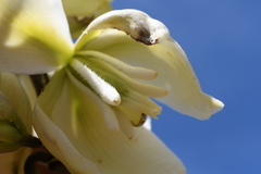 Yucca utahensis