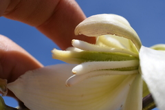 Yucca utahensis
