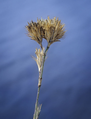 Dianthus pseudarmeria