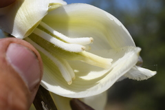 Yucca utahensis