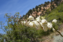 Yucca utahensis