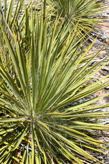 Yucca utahensis