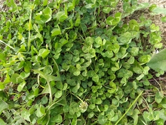 Trifolium repens