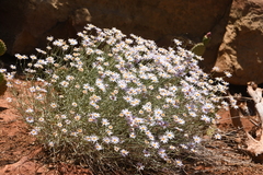 Erigeron utahensis