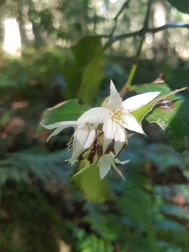 Doryphora sassafras (Doryphora sassafras)