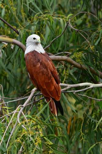 Brahminy Kite, photo 6 of 9