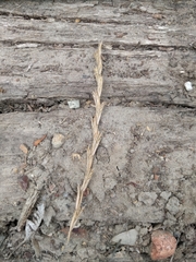 Lolium multiflorum