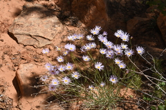 Erigeron utahensis
