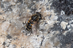 Helophilus groenlandicus
